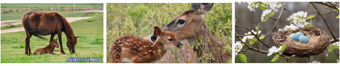 الرعاية من أسباب سلوك الحيوانات الرعاية من أسباب سلوك الحيوانات